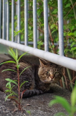 ねこ