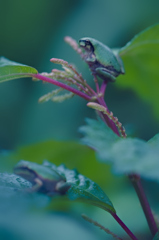 カエル