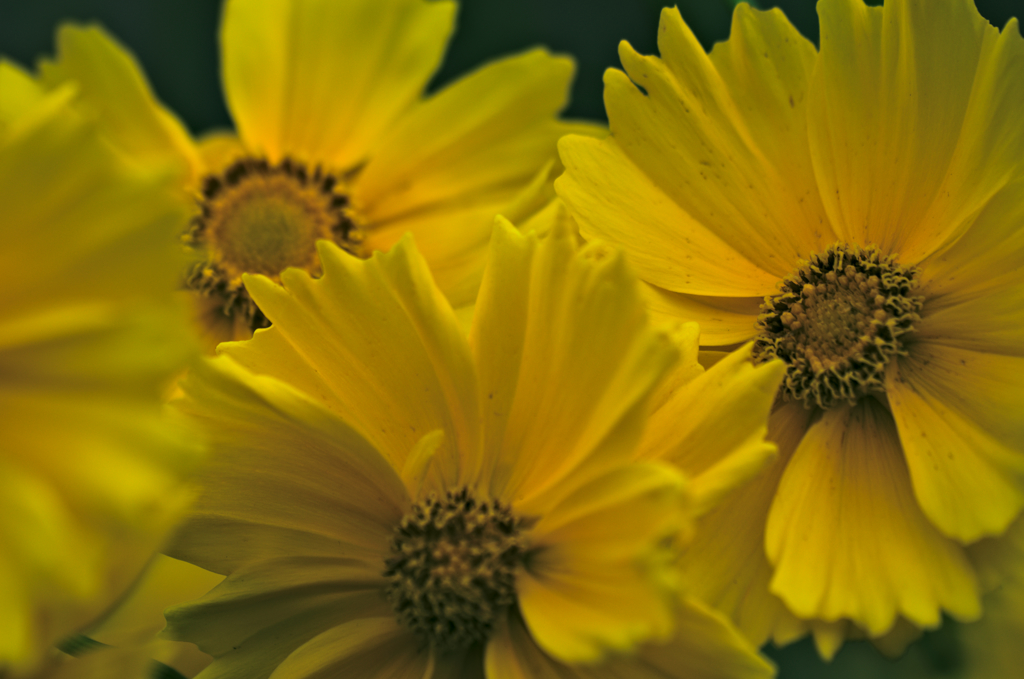 オオキンケイギク