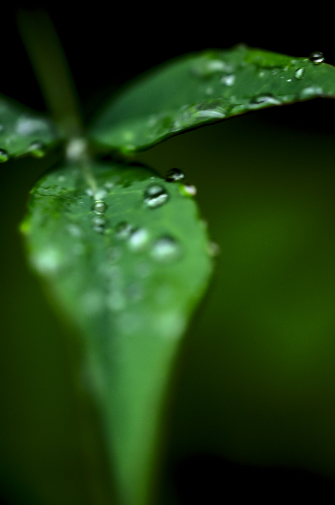 雨上がりの草花