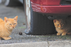 吾輩は猫である、ニャー # 366