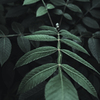 leaf #8