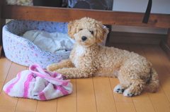 my pretty dog Ⅱ # 72