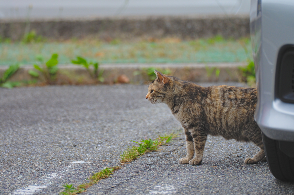 吾輩は猫である、ニャー # 772