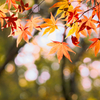 紅葉三昧　#24