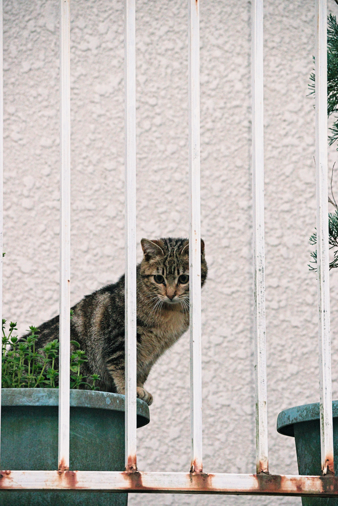 吾輩は猫である、ニャー # 907
