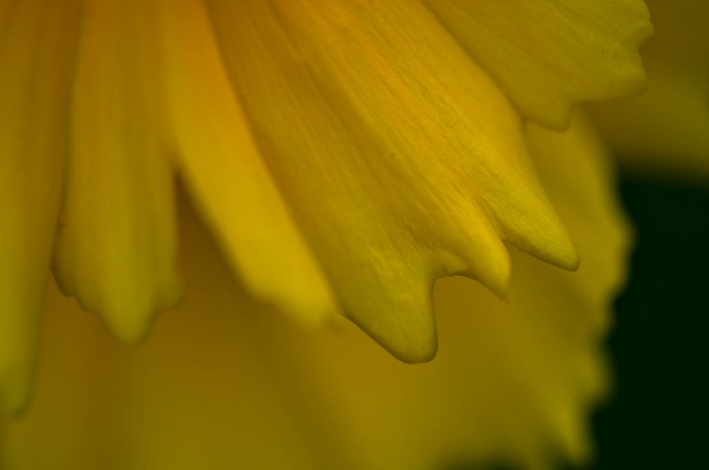 オオキンケイギク