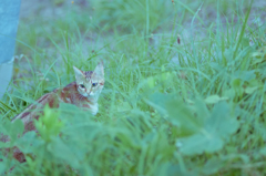 吾輩は猫である、ニャー # 38