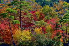 紅葉三昧 '2019