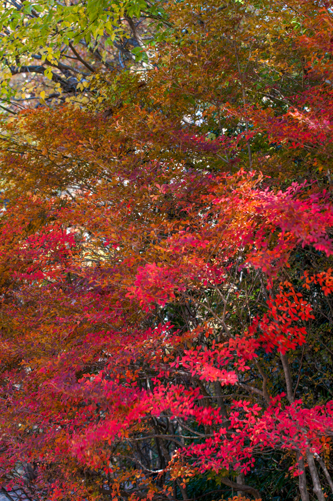 ドウダンツツジ　⑥