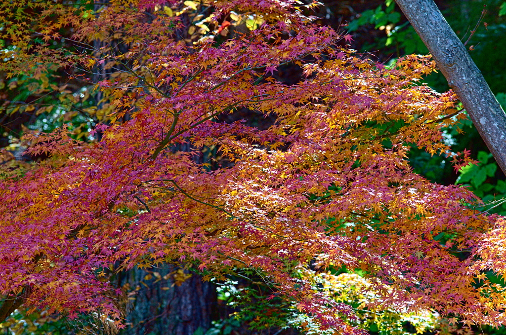 紅葉三昧 '2019