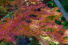 紅葉三昧 '2019
