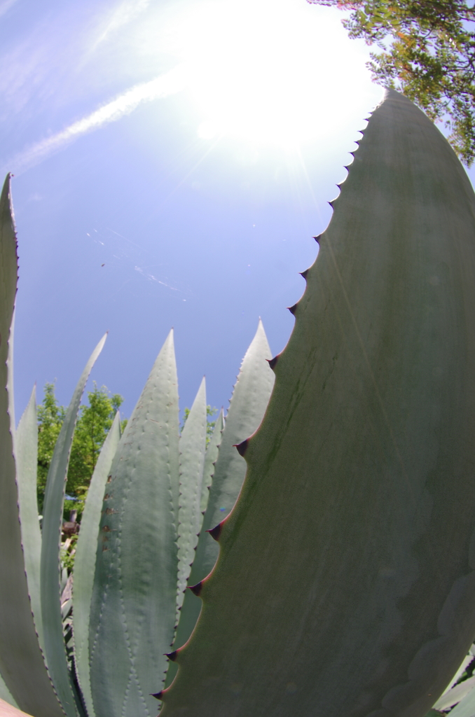 アオノリュウゼツラン