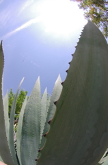 アオノリュウゼツラン