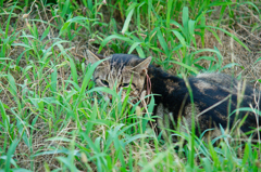 吾輩は猫である、ニャー # 507