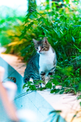 吾輩は猫である、ニャー # 26