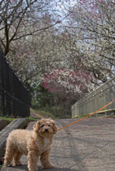 my pretty dog Ⅱ # 236