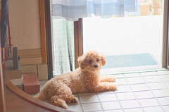 my pretty dog Ⅱ # 124