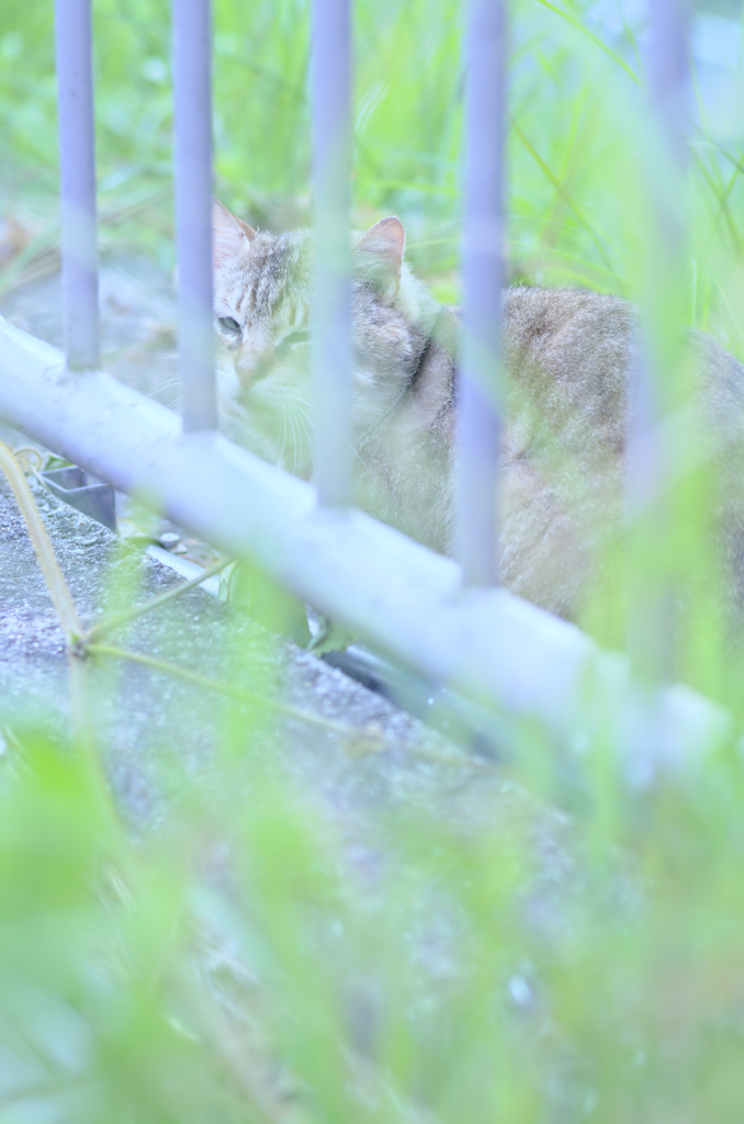 吾輩は猫である、ニャー # 218