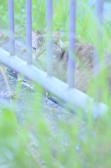 吾輩は猫である、ニャー # 218