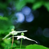ヤマボウシ