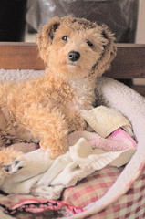 my pretty dog Ⅱ # 174