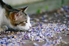 吾輩は猫である、ニャー # 111