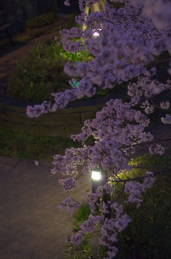 夜桜