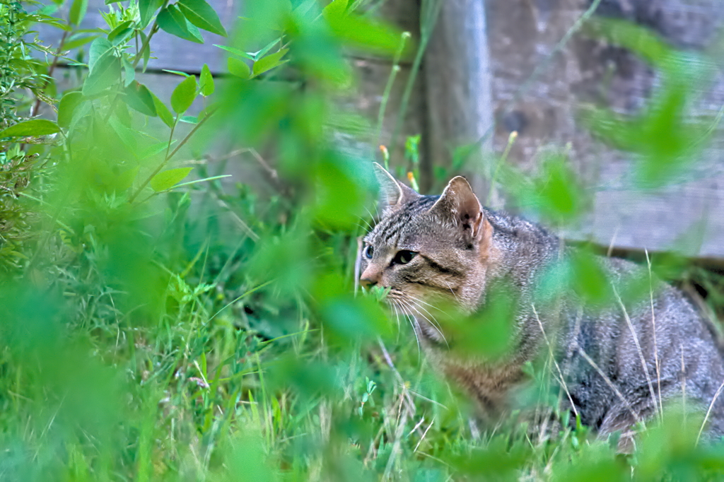 吾輩は猫である、ニャー # 564