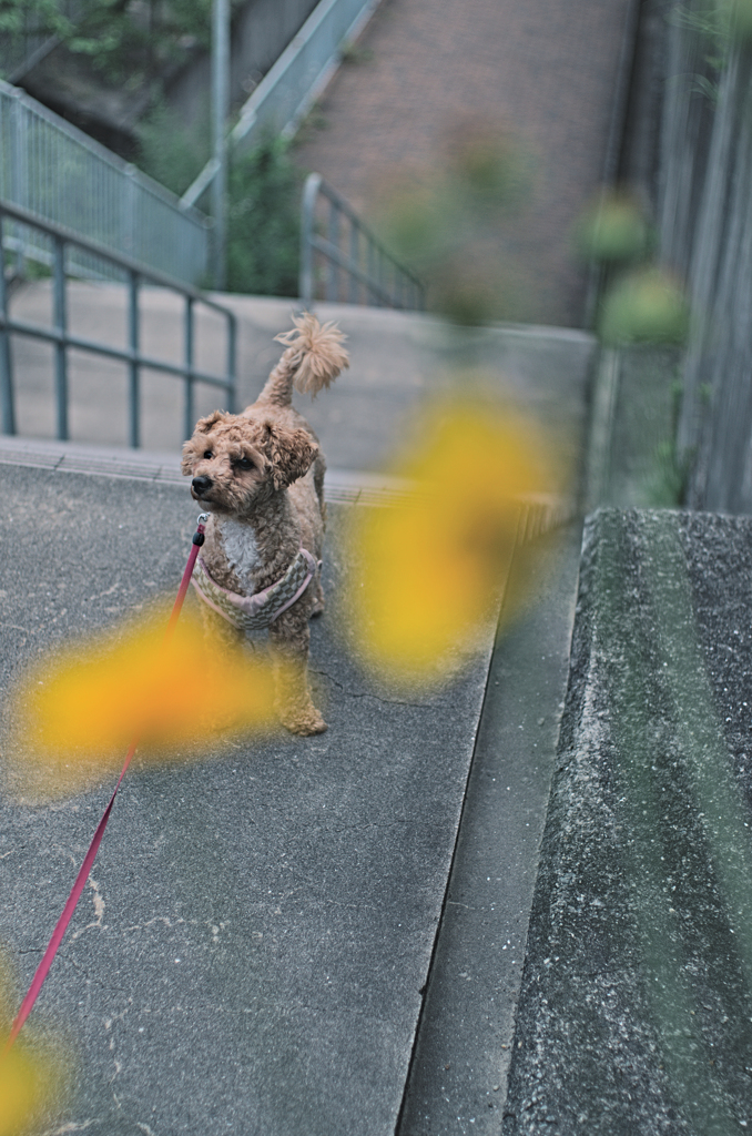 my pretty dog Ⅱ # 340