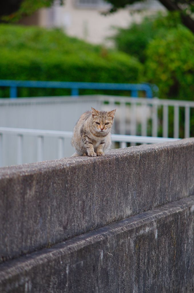吾輩は猫である、ニャー # 642
