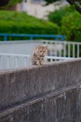 吾輩は猫である、ニャー # 642