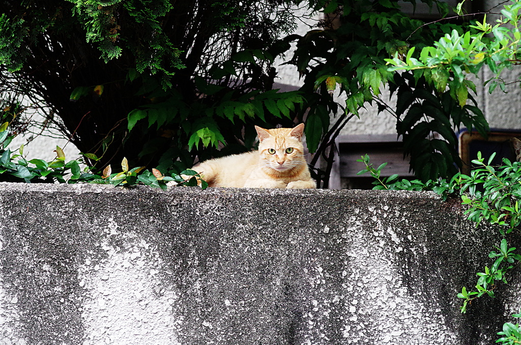 吾輩は猫である、ニャー # 2