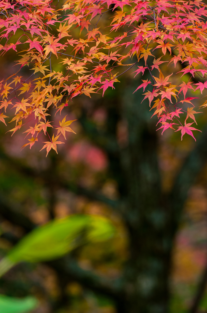 錦繍の秋　④