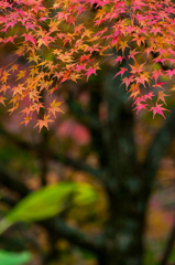 錦繍の秋　④
