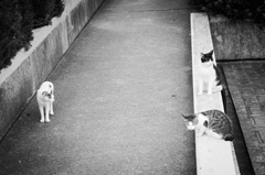 吾輩は猫である、ニャー # 812