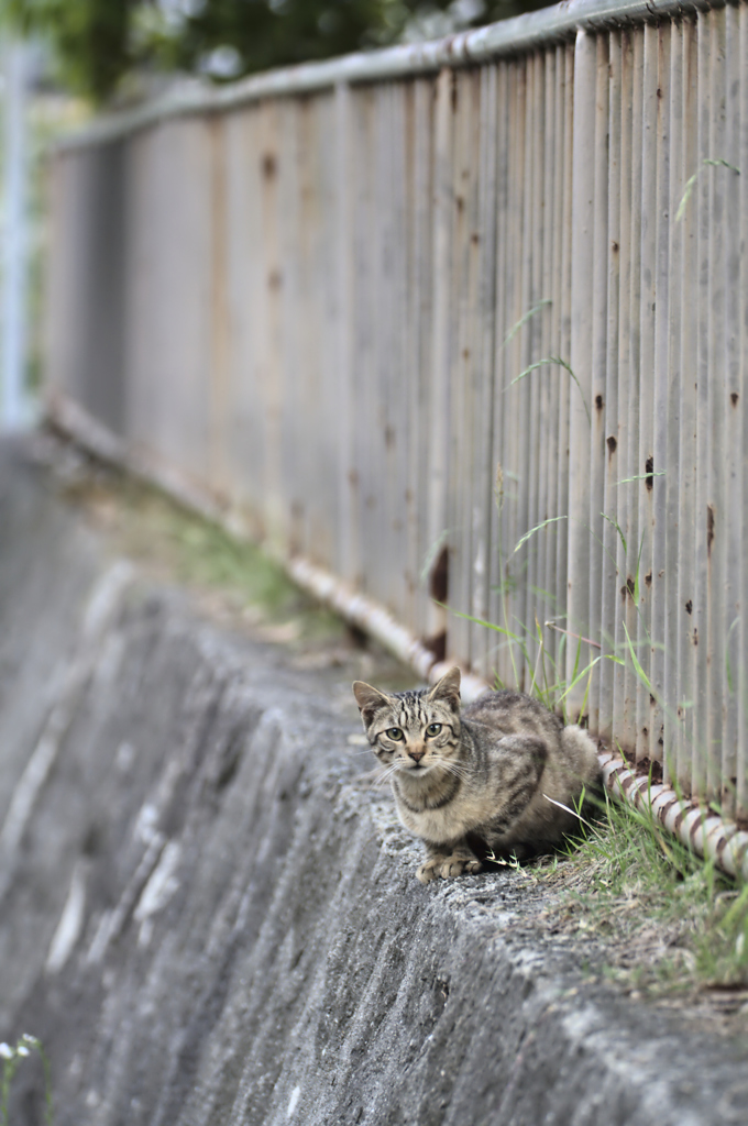 吾輩は猫である、ニャー # 200