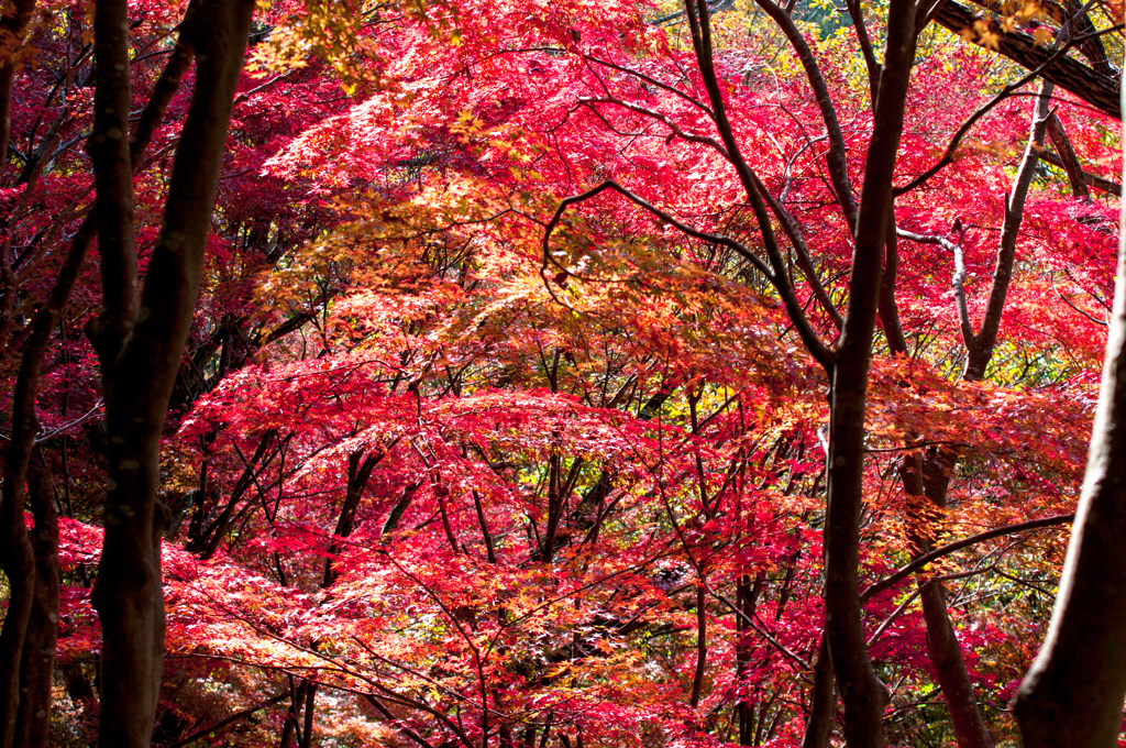 燃える紅葉