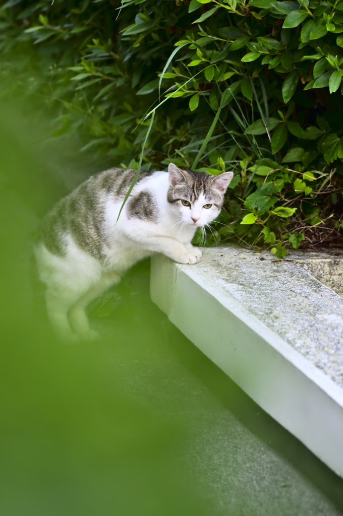 吾輩は猫である、ニャー # 176