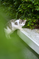 吾輩は猫である、ニャー # 176