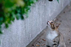 吾輩は猫である、ニャー # 780