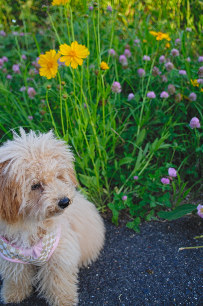 my pretty dog Ⅱ # 33