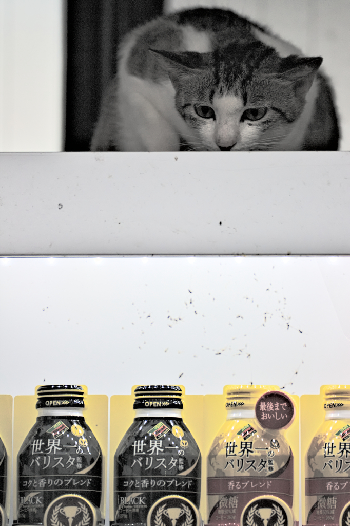 吾輩は猫である、ニャー # 289