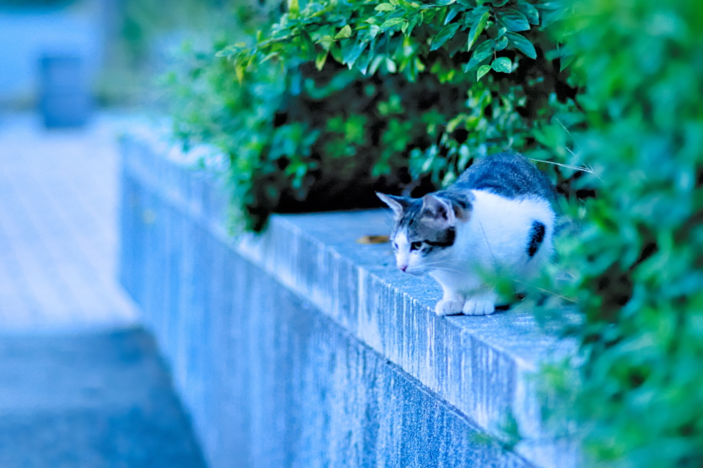 吾輩は猫である、ニャー # 659