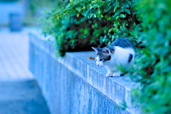 吾輩は猫である、ニャー # 659