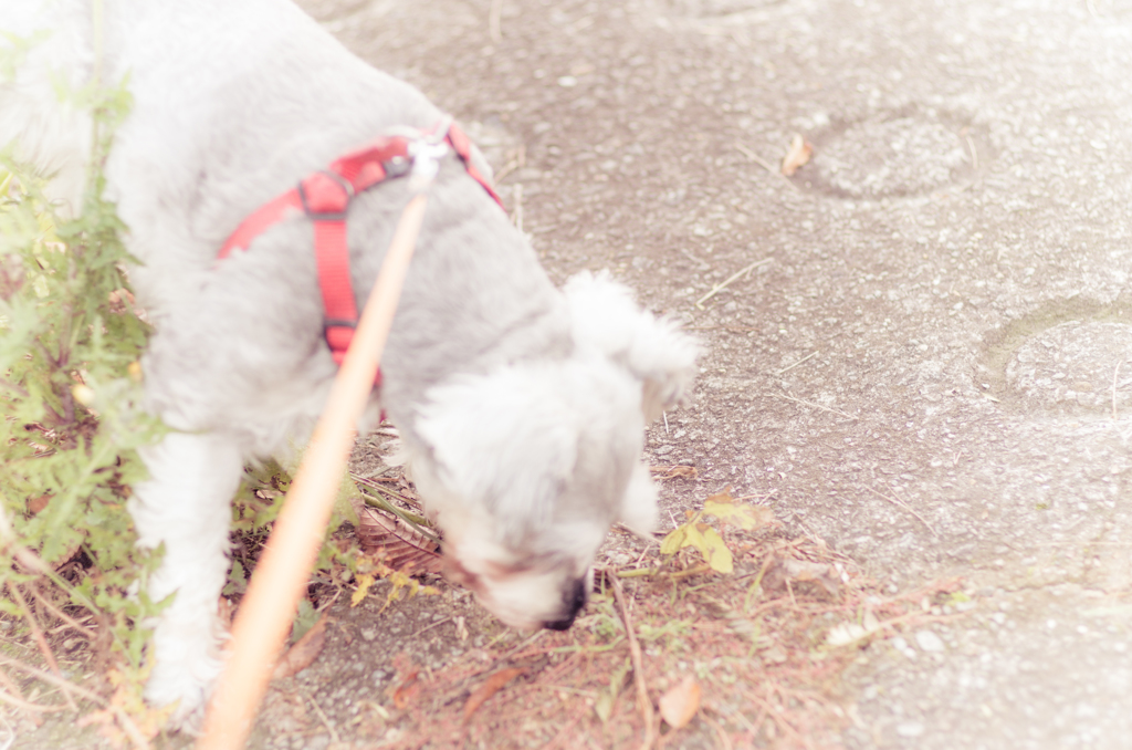 my pretty dog # 73