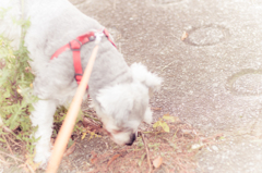 my pretty dog # 73