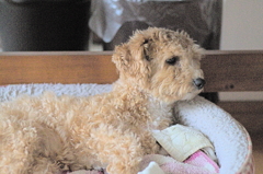 my pretty dog Ⅱ # 175