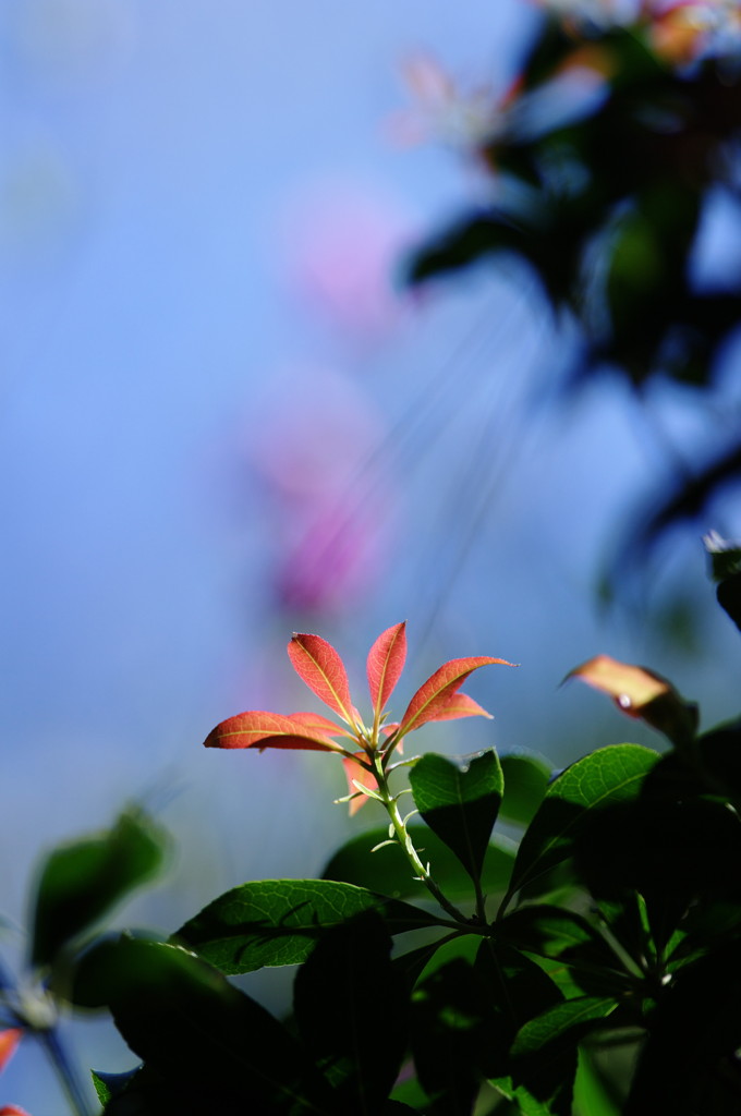 新芽