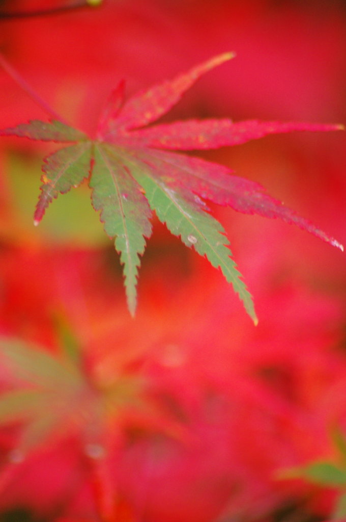 晩秋の紅葉 ⅩⅣ ～ハーフ ～
